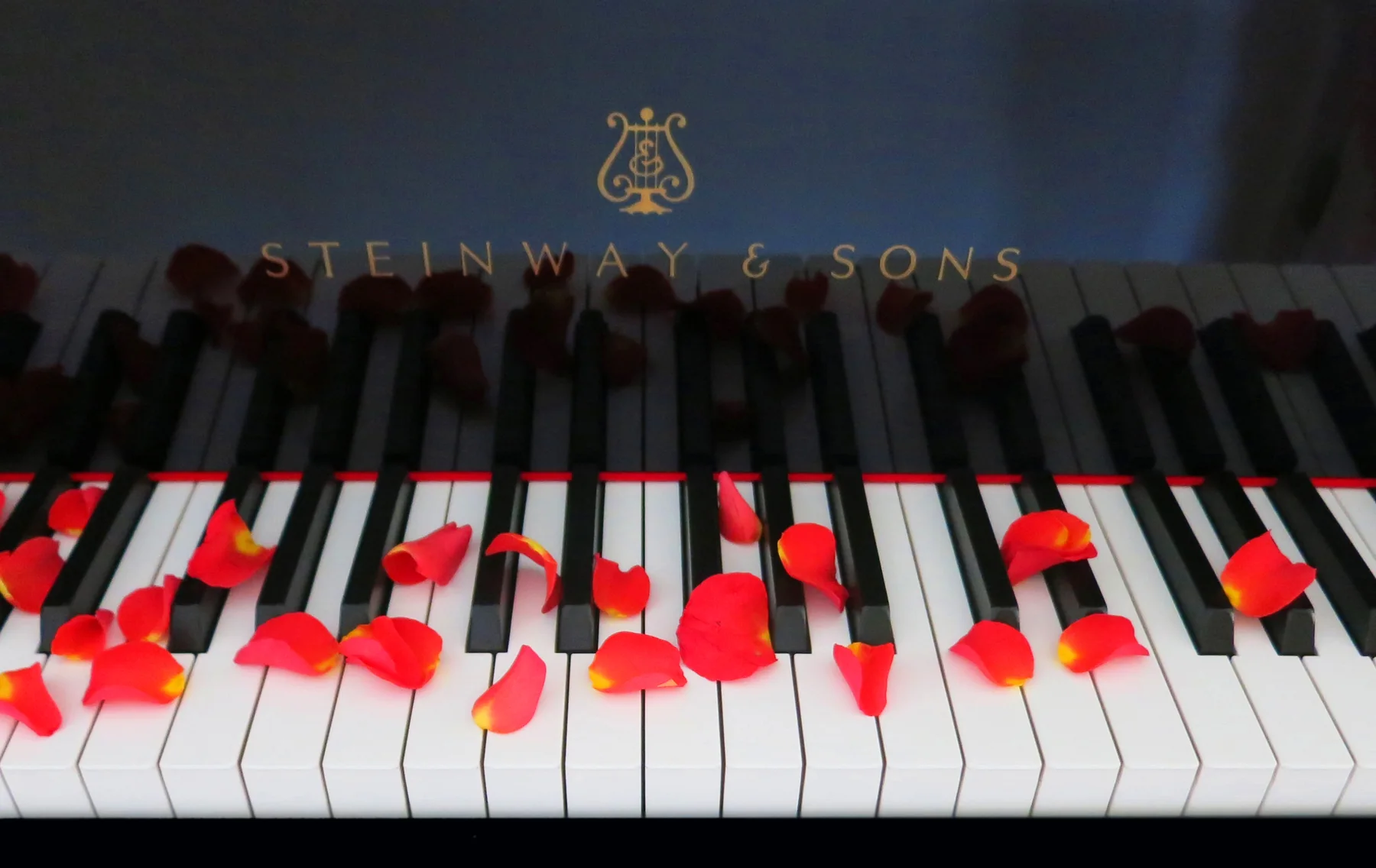 Steinway-Flügel mit roten Rosenblättern auf den Klaviertasten